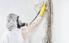  Manitowoc, WI Mold Removal & Remediation Pros